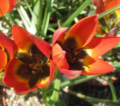 Tulipa Little Princess 